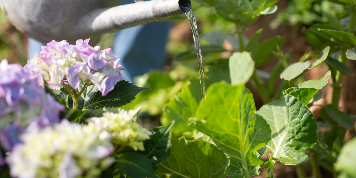Watering beans